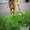 Очаровательная собачка Муля  - Изображение #1, Объявление #698525