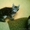 Мейн кун- котята самой крупной кошки в мире #695517
