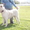 Предлагаю к продаже щенков Среднеазиатской овчарки - Изображение #6, Объявление #760338
