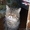 персидский кот экзот для вязки #872205