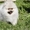 щеночек померанского шпица - Изображение #2, Объявление #852651