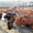 Коровы,  телята оптом и в розницу #996008