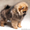 Продаём щенков померанского шпица - Изображение #1, Объявление #1068905