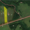 Земля на трассе М 5, 1510 км., на "красной линии", 4.8 Га в собственности - Изображение #2, Объявление #1695430