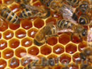 Продаю пчелопродукцию! - Изображение #1, Объявление #200646