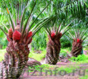  Пальмовое красное масло"Злата пальма" - Изображение #2, Объявление #219469