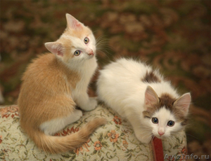 Котята 1,5 месячные (мальчик и девочка) унаследовали от четырехцветной,  здорово - Изображение #1, Объявление #255240