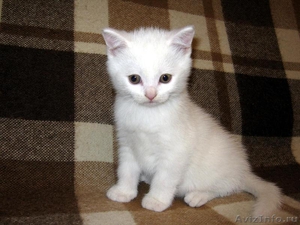  котята шотландские - Изображение #3, Объявление #292155