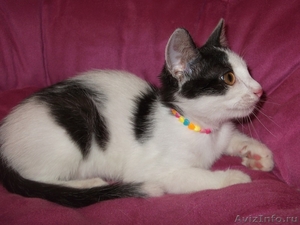 Котенок европейский короткошерстный, окрас черно-белый - Изображение #1, Объявление #335017