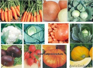 овощи оптом лук, морковь, капуста , красная свекла оптом   - Изображение #1, Объявление #324322