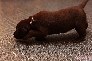 Продаются щенки лабрадора-ретривера коричневые - Изображение #1, Объявление #348061