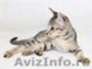клубные котята петербургский сфинкс(петерболд) - Изображение #4, Объявление #375865