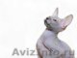 клубные котята петербургский сфинкс(петерболд) - Изображение #3, Объявление #375865