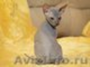 клубные котята петербургский сфинкс(петерболд) - Изображение #2, Объявление #375865