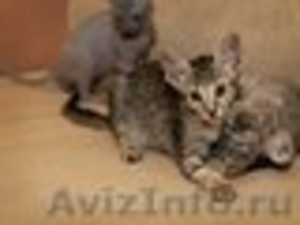 клубные котята петербургский сфинкс(петерболд) - Изображение #5, Объявление #375865