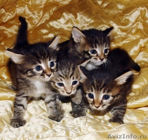 Котята от сибирской кошки мышеловки - Изображение #1, Объявление #376128