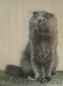 Шотландские вислоухие котята хайленд фолд - Изображение #1, Объявление #454708