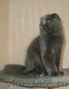 Шотландские вислоухие котята хайленд фолд - Изображение #4, Объявление #454708