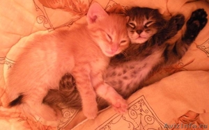 Котята красавчики от домашней кошки-мышеловки - Изображение #2, Объявление #431034