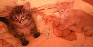 Котята красавчики от домашней кошки-мышеловки - Изображение #3, Объявление #431034