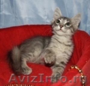 американский керл-котята - Изображение #8, Объявление #478529