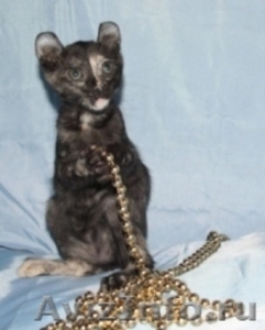 американский керл-котята - Изображение #2, Объявление #478529