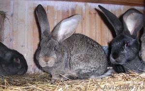 кролики породы Бельгийский фландр - Изображение #1, Объявление #478049