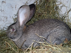 кролики породы Бельгийский фландр - Изображение #2, Объявление #478049