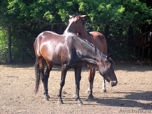 Продажа русско-рысистых и полукровноверховых лошадей - Изображение #1, Объявление #496423