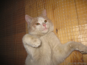 срочно нужен хозяин рыже-белому котенку - Изображение #2, Объявление #545205