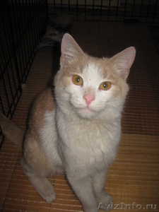 срочно нужен хозяин рыже-белому котенку - Изображение #1, Объявление #545205