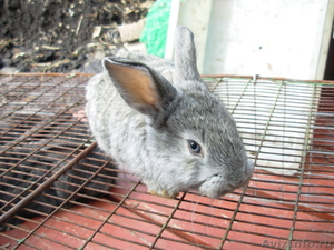 Кролики - Фландр, Серый великан  - Изображение #1, Объявление #627276