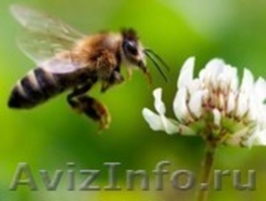 Пчелосемьи продам - Изображение #1, Объявление #610408