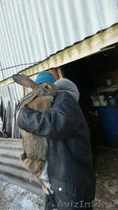 Продаются кролики крупных пород фландр и серый великан - Изображение #1, Объявление #642206