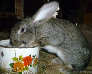 Продаются кролики крупных пород фландр и серый великан - Изображение #2, Объявление #642206