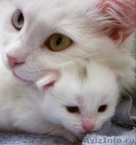 Котята от лилового шотландца и белой ангоры, по запланированной случке - Изображение #1, Объявление #650412