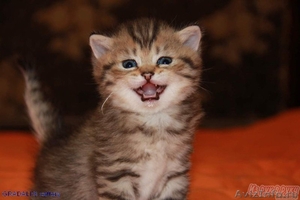 Британские котята окраса шиншиллы. - Изображение #4, Объявление #653681