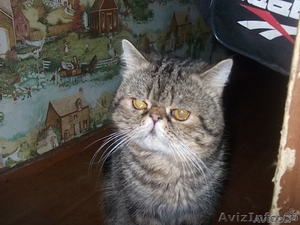 персидский кот экзот для вязки - Изображение #1, Объявление #872205