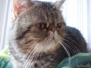 персидский кот экзот для вязки - Изображение #2, Объявление #872205