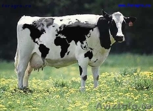 молоко козье, коровье. - Изображение #2, Объявление #867960