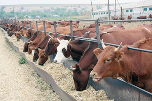 Коровы, телята оптом и в розницу - Изображение #1, Объявление #996008