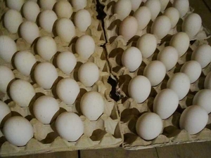 Гусиные яйца Линдовской породы инкубационные оптом - Изображение #1, Объявление #1682421