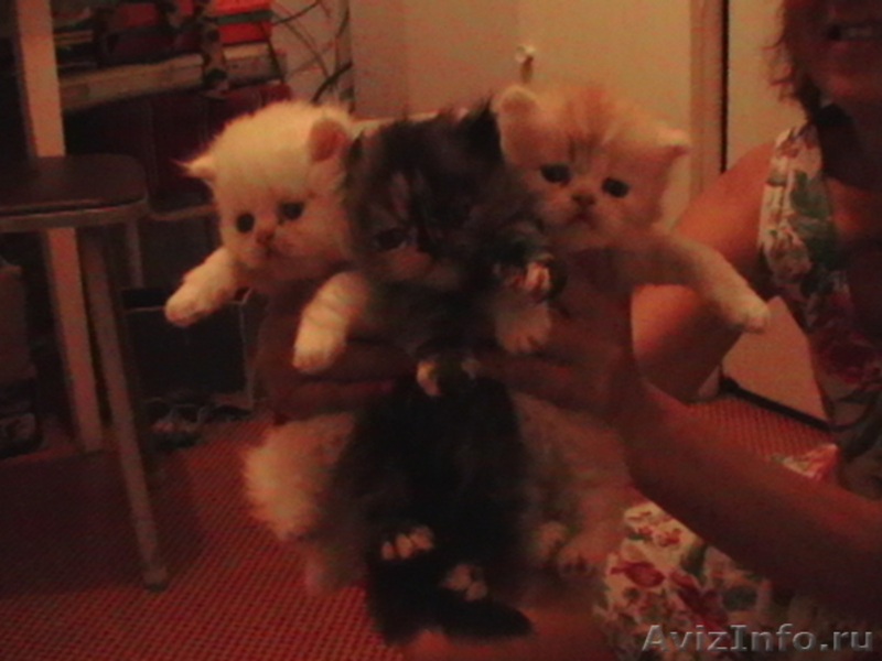 КОТЯТА ПЕРСИДСКИЕ , возраст 1 месяц, - Изображение #2, Объявление #343380