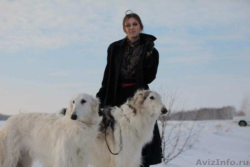 Борзыми щенками брать. Питомник русская борзая псовая. Русская псовая борзая Екатеринбург. Русские псовые Борзые в Уфе. Питомник русской псовой борзой в Уфе.